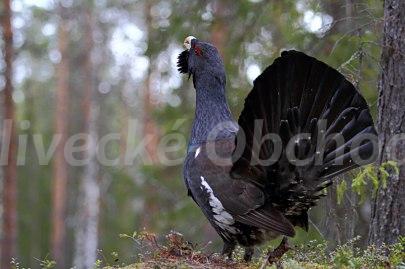 Foto v�robku