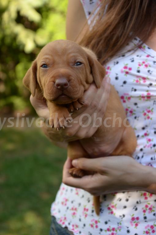 Foto v�robku