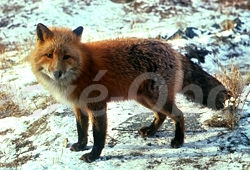 Foto v�robku