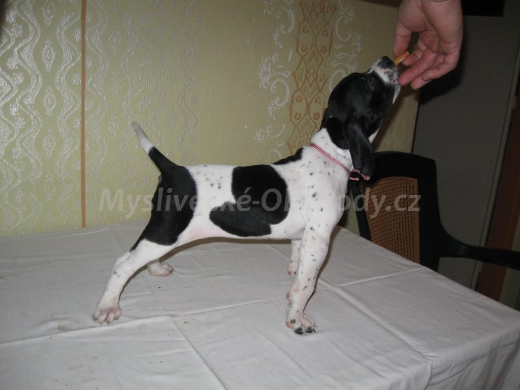 Foto v�robku