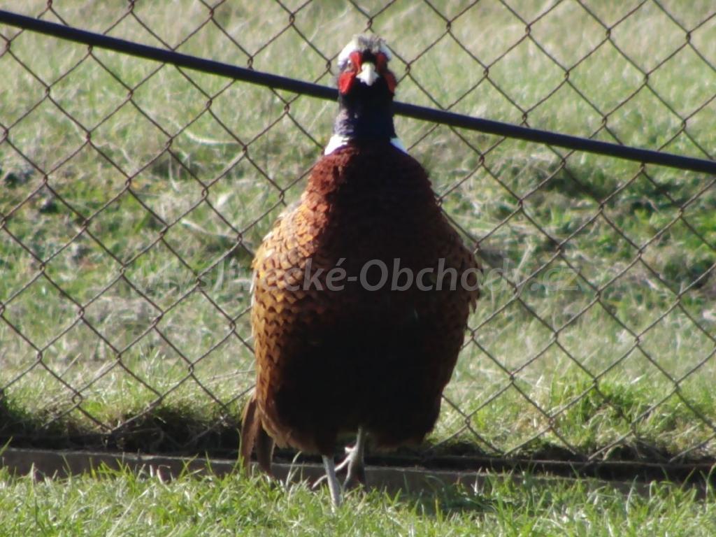 Foto v�robku