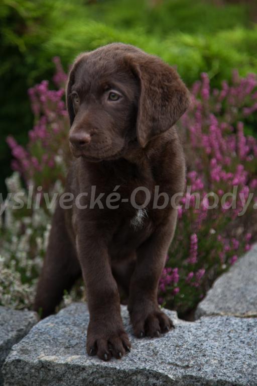 Foto v�robku